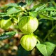 Graines Tomatillo du Mexique VERDE