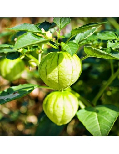Graines Tomatillo du Mexique VERDE