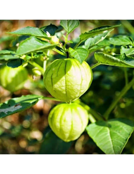 Graines Tomatillo du Mexique VERDE