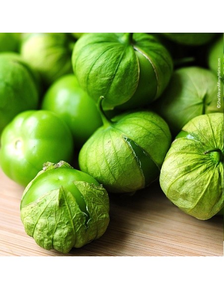 Graines Tomatillo du Mexique VERDE
