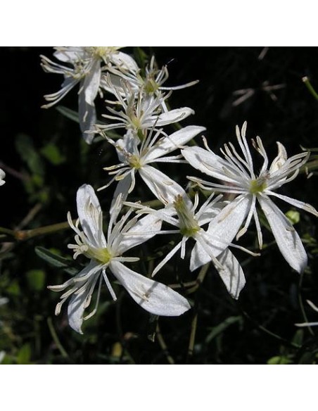 Clematis flammula (Clématite)