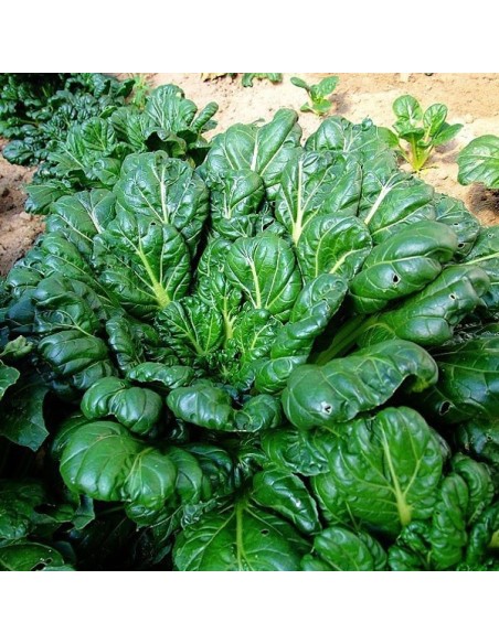 Graines Chou chinois Tah Soi / Tatsoi / Tah tsai (Chou rosette)