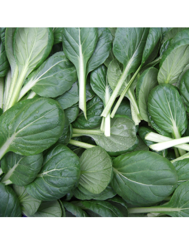 Graines Chou chinois Tah Soi / Tatsoi / Tah tsai (Chou rosette)