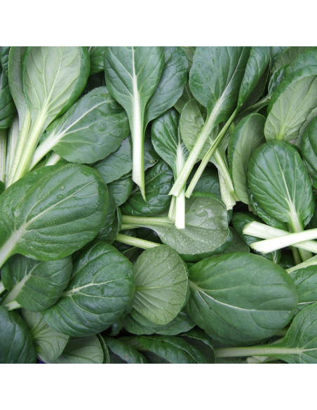 Graines Chou chinois Tah Soi / Tatsoi / Tah tsai (Chou rosette)