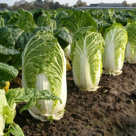 Graines De Chou Chinois Pak Choi – Variété Résistante Au Froid, Semis D’avril à Août, Récolte Automnale