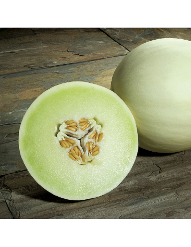 Graines Melon vert Honey Dew
