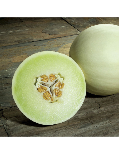 Graines Melon vert Honey Dew