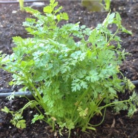 Graines Cerfeuil commun