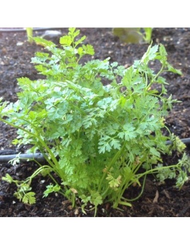 Graines Cerfeuil commun