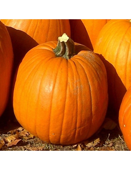 Graines Courge 'Jack O Lantern'