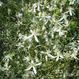 Clematis flammula (Clématite)