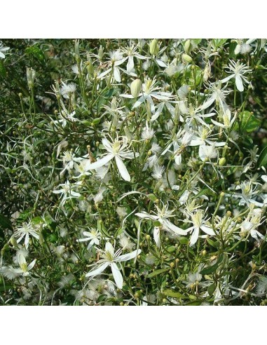 Clematis flammula (Clématite)