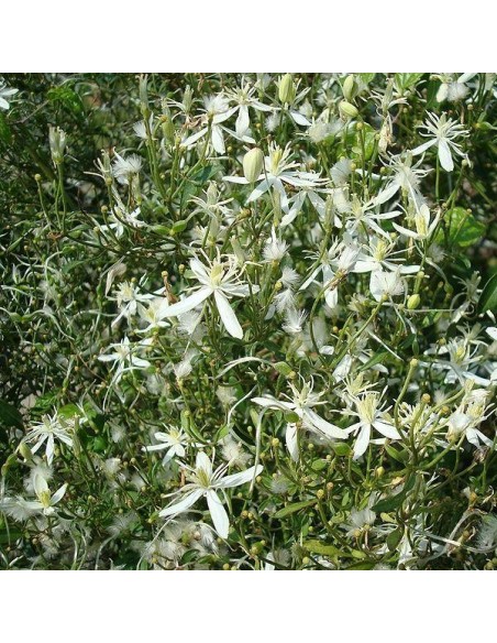 Clematis flammula (Clématite)