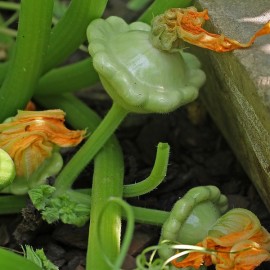 Graines Pâtisson vert pâle de Bennings