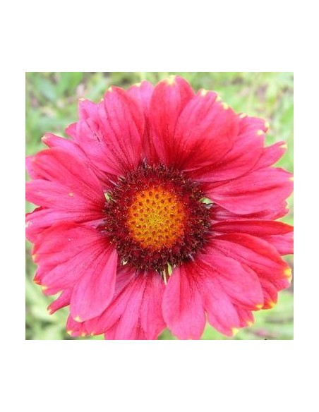 Gaillardia (Gaillarde) Arizona Red