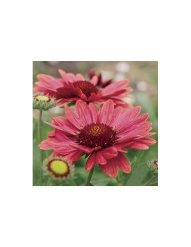 Gaillardia (Gaillarde) Arizona Red