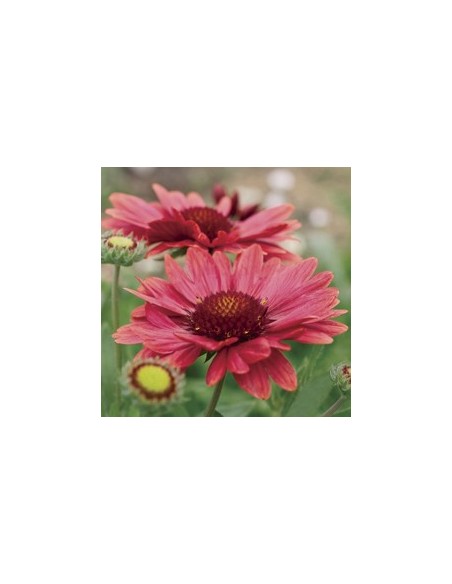 Gaillardia (Gaillarde) Arizona Red