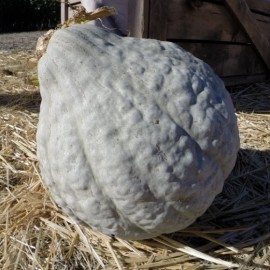 Graines Potiron 'Blue Hubbard'