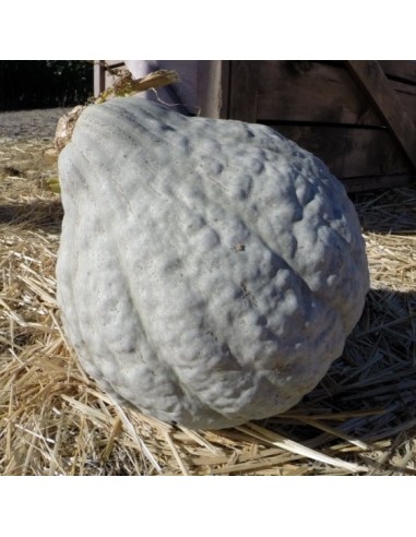 Graines Potiron 'Blue Hubbard'