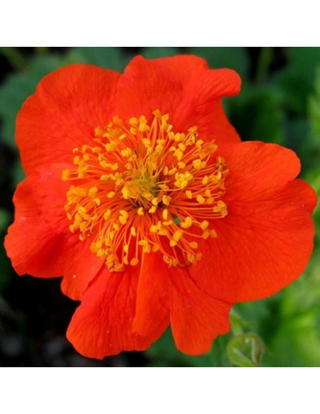 Geum (Benoite) 'coccineum Borisii'