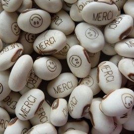 Haricot Magique et son terreau multicolore (en sachet)