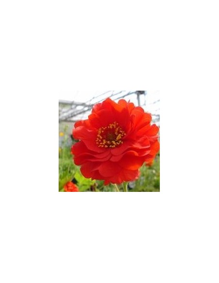 Geum (benoite) 'Double Bloody Mary'
