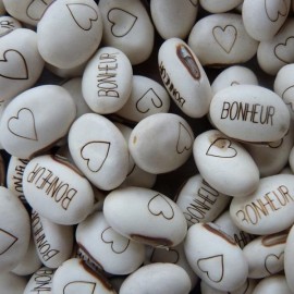 Haricot Magique et son terreau multicolore