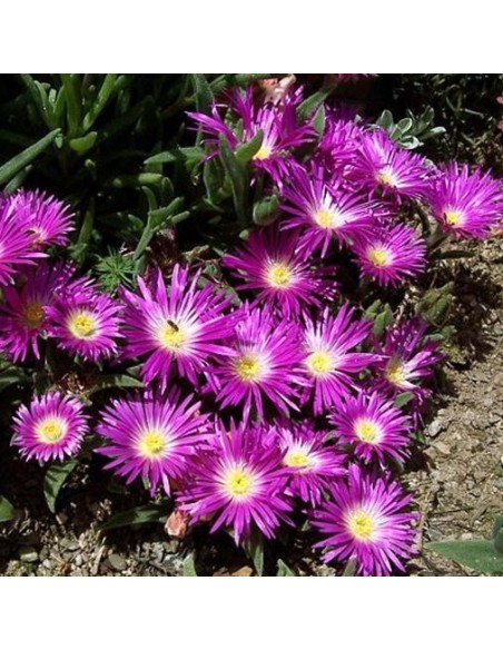 Delosperma (Ice Plant) floribunda Starburst 