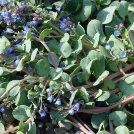 Graines Mertensia maritima (Huitre végétale, Plante huitre)