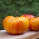 Graines Tomate ancienne 'Gold Medal'