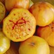 Graines Tomate ancienne 'Gold Medal'