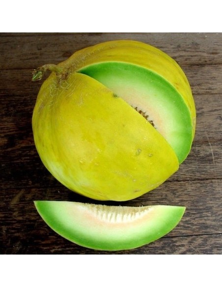 Graines Melon 'Boule d'Or'