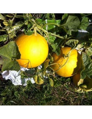 Graines Melon 'Boule d'Or'