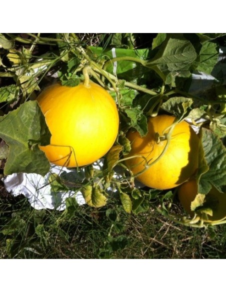 Graines Melon 'Boule d'Or'