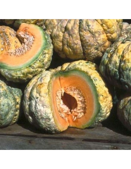 Graine de Melon 'Prescott Fond Blanc'
