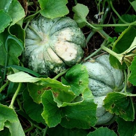 Graine de Melon 'Prescott Fond Blanc'