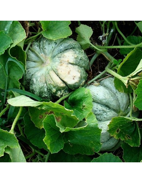 Graine de Melon 'Prescott Fond Blanc'