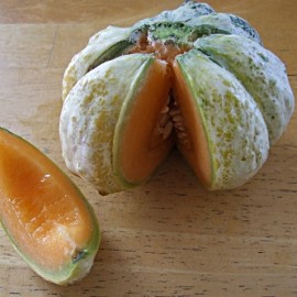 Graine de Melon 'Prescott Fond Blanc'