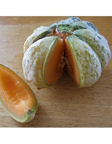 Graine de Melon 'Prescott Fond Blanc'
