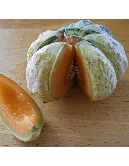 Graine de Melon 'Prescott Fond Blanc'