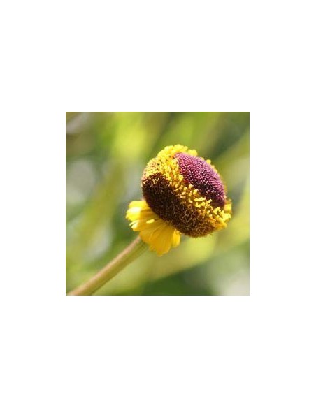 Helenium puberleum Autumn 'Lollypop'