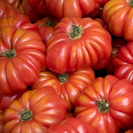 Tomate Costoluto Genovese - Tomate costoluto Fiorentino - Tomate Costoluto di Parma