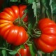 Tomate Costoluto Genovese - Tomate costoluto Fiorentino - Tomate Costoluto di Parma