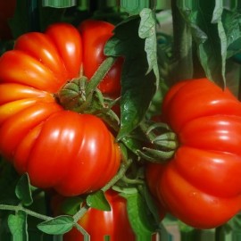 Tomate Costoluto Genovese (tomate ancienne)