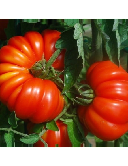 Tomate Costoluto Genovese - Tomate costoluto Fiorentino - Tomate Costoluto di Parma