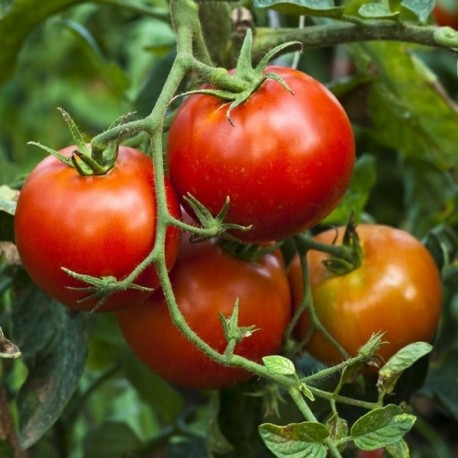 L'Arkansas Traveller Rouge Heirloom Tomate Rendement Riche idéal pour produit