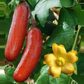 Sicana odorifera (Cassabanana)