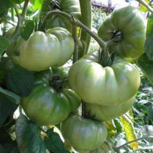 AUNT RUBY'S GERMAN GREEN VERT-JAUNE viande Tomate Ancienne Variété historique