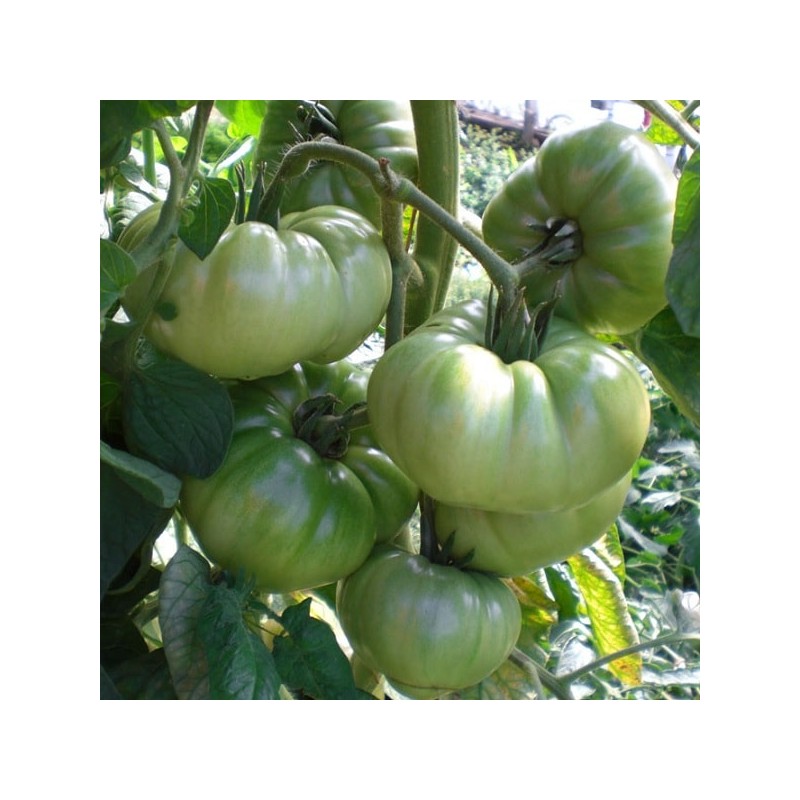AUNT RUBY'S GERMAN GREEN VERT-JAUNE viande Tomate Ancienne Variété historique