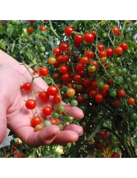 Tomate Petit moineau rouge (Tomate groseille)